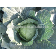 NC05 Lianna round cabbage seeds guangzhou different types of seeds manufactory